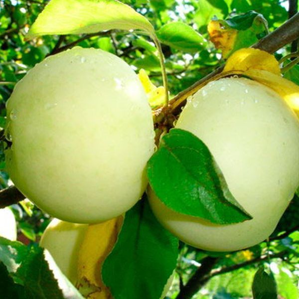 Яблоня «Белый налив»