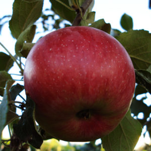 Яблоня «Боровинка красная»
