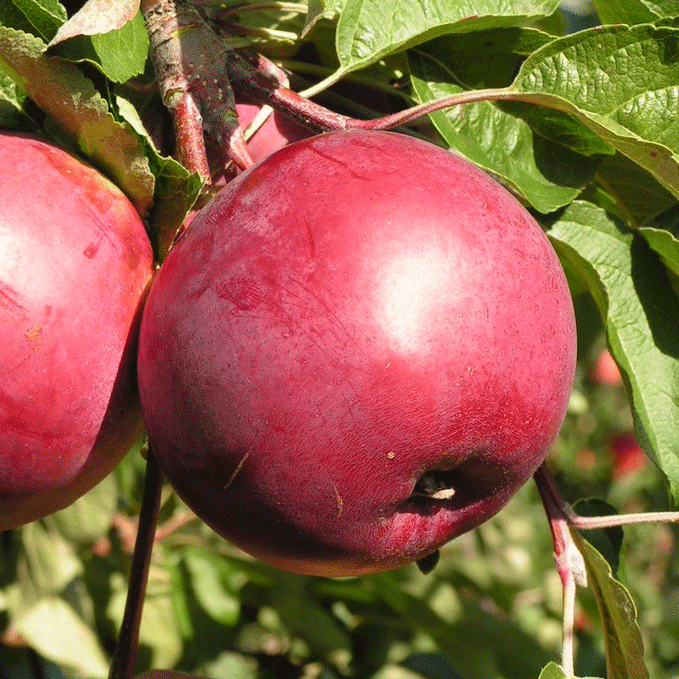 Яблоня «Дарунок»