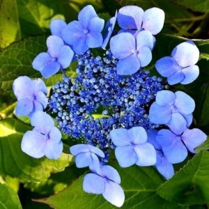 Гортензия serrata ‘Bluebird’