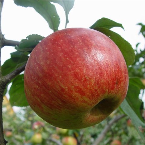Яблоня «Коричное полосатое»