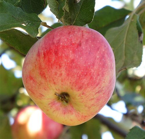 Яблоня «Осеннее полосатое»