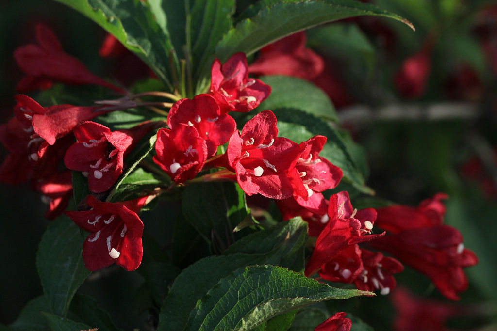 Вегела цветущая «Bristol Ruby»