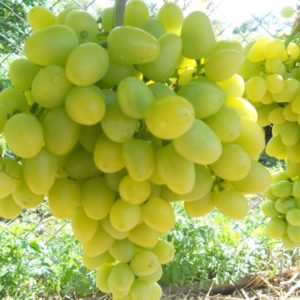 Виноград плодовый «Аркадия №5»