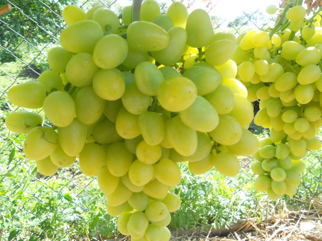 Виноград плодовый «Аркадия №5»