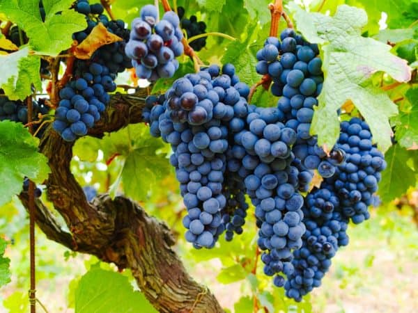 Виноград плодовый «Изабелла»