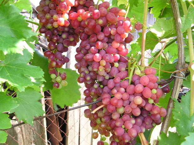 Виноград плодовый «Кишмиш Лучистый» (без семян)