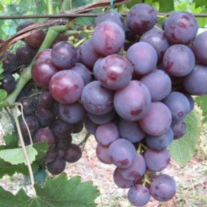 Виноград плодовый «Рошфор №27»