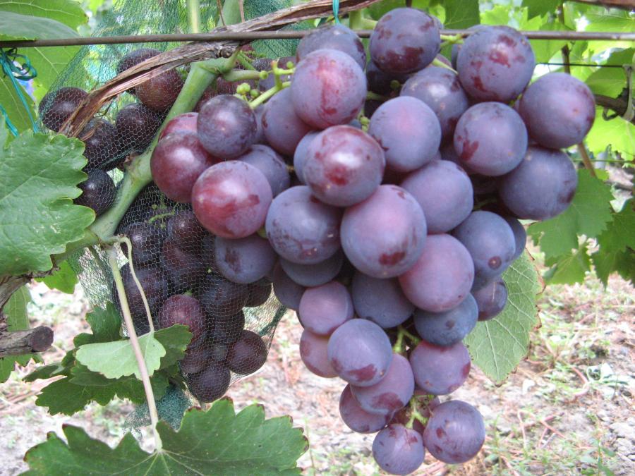 Виноград плодовый «Рошфор №27»