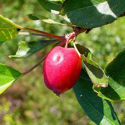 Яблоня декоративная «Dolgo»