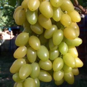 Виноград плодовый «Мускат»