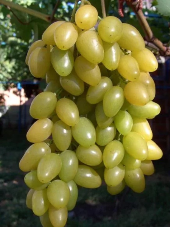 Виноград плодовый «Мускат»