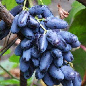 Виноград плодовый «Ромбик №33»
