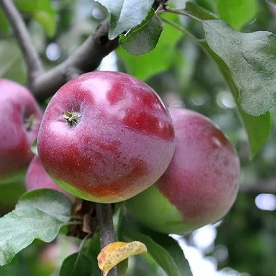 Яблоня «Белорусское малиновое»