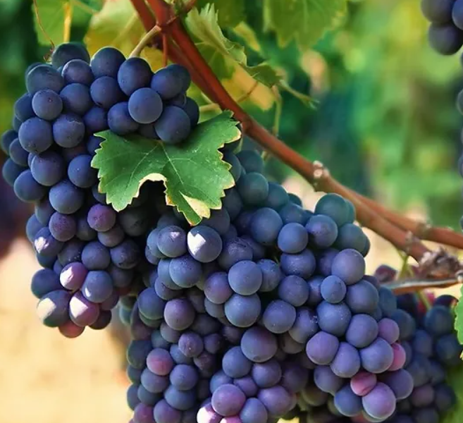 Виноград плодовый «Северный»